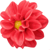 light red flower - Rastline - 