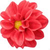 light red flower - Plantas - 