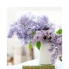 Lilac - Moje fotografije - 