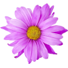 lilic flower - Pflanzen - 