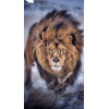 lion - Background - 