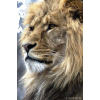 lion - Background - 