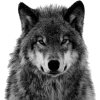 lobo - Animais - 