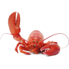 lobster - 动物 - 