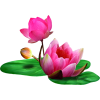 lotus - 植物 - 
