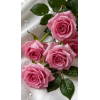 lumi - Uncategorized - 