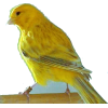 ptica - Animals - 