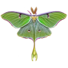 luna moth - Животные - 
