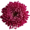 magenta flower 2 - Biljke - 