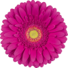 magenta flower 3 - Tiere - 