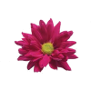 magenta flower - Rastline - 