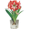 Amarilis - Plantas - 