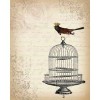 birdcage - 背景 - 