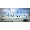 birds music - Illustrazioni - 