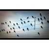 birds on wire-2 - Sfondo - 