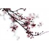 cherry blossom - Mie foto - 