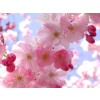 cherry blossom - Moje fotografie - 