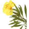 cvijet - Plantas - 