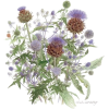 cvijet artičoke - Pflanzen - 
