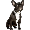 french bulldog - Zwierzęta - 