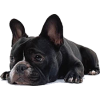 french bulldog - Животные - 
