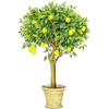 lemon tree - 植物 - 