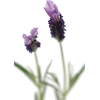 lila - Pflanzen - 