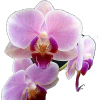orhideja - Pflanzen - 