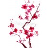 plum blossom - Ozadje - 