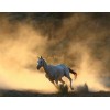wild horse2 - Moje fotografije - 