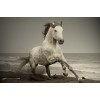wild horse - My photos - 