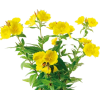yellow flowers - Plantas - 