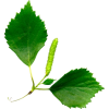 breza - Plants - 
