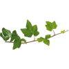 bršljan - 植物 - 