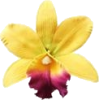 flower - Piante - 
