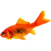 goldfish - Animais - 