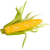 Kukuruz - Warzywa - 