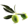 maslina - Растения - 