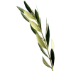 maslina - Растения - 