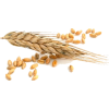 pšenica - Plantas - 