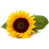 suncokret - Biljke - 