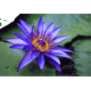 plavi lotus - 植物 - 