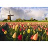 tulipani - Moje fotografije - 