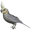 Bird - Živali - 