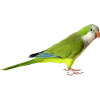 Parrot - Животные - 