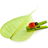 Leaf - Narava - 