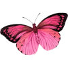 Butterfly - Animals - 