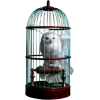 Cage -owl - Animals - 
