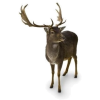 Deer - Tiere - 