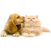 Dog And Cat - Tiere - 